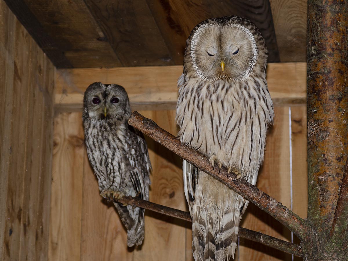 Strix aluco uns Strix uralensis